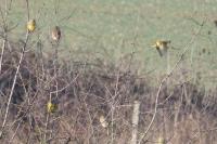 Chloris chloris