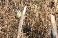 Cyanistes caeruleus