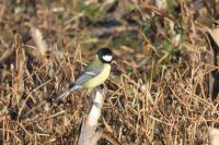 Parus major