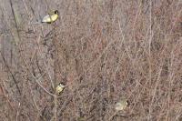 Parus major