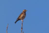 Turdus iliacus