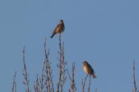 Turdus iliacus