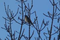Turdus iliacus