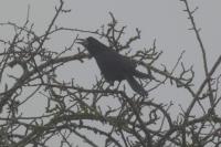 Corvus frugilegus