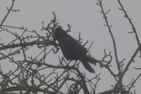 Corvus frugilegus