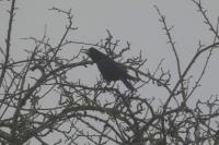 Corvus frugilegus