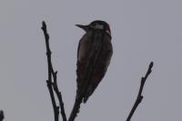 Dendrocopos major