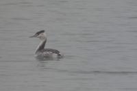 Podiceps cristatus