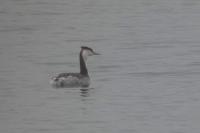 Podiceps cristatus