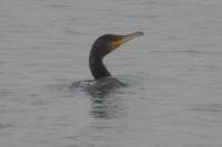 Phalacrocorax carbo