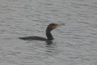 Phalacrocorax carbo