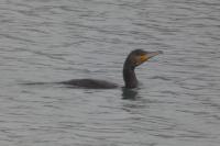 Phalacrocorax carbo