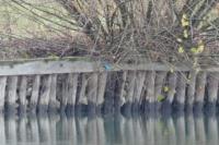 Alcedo atthis