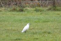 Egretta garzetta