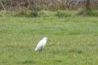 Egretta garzetta