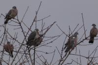 Columba palumbus