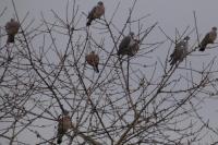 Columba palumbus