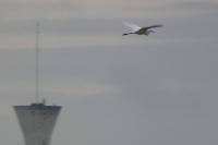 Ardea alba