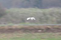 Ardea alba