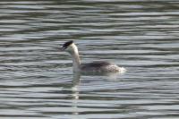 Podiceps cristatus