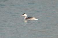 Podiceps cristatus