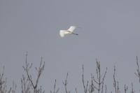 Ardea alba