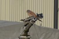 Falco tinnunculus