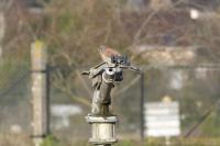 Falco tinnunculus