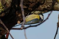 Cyanistes caeruleus