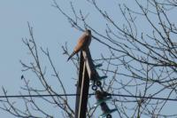 Falco tinnunculus