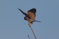 Falco tinnunculus