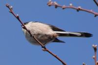 Aegithalos caudatus