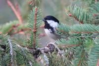 Periparus ater