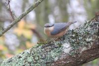 Sitta europaea