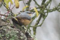 Sitta europaea