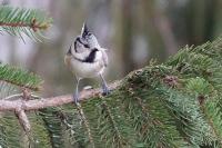 Lophophanes cristatus