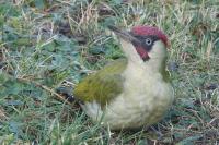 Picus viridis
