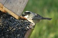 Periparus ater