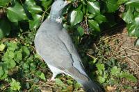 Columba palumbus
