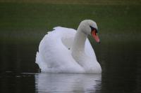 Cygnus olor