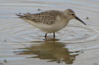 Calidris ferruginea