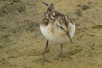 Calidris minuta