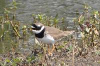 Charadrius hiaticula