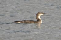 Gavia arctica