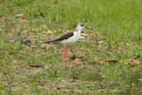 Himantopus himantopus