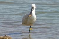 Platalea leucorodia