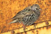 Sturnus vulgaris