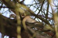 Streptopelia decaocto