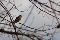 Erithacus rubecula