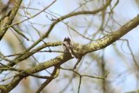 Aegithalos caudatus